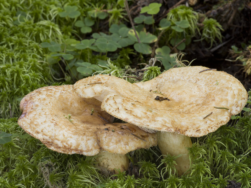 Lactarius repraesentaneus